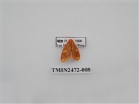 藏品(三色豔苔蛾)的圖片